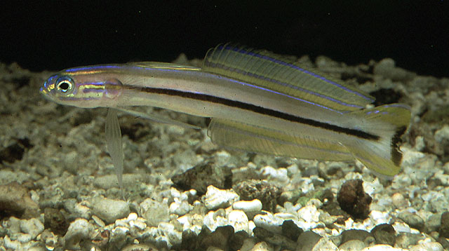 Ptereleotris grammica