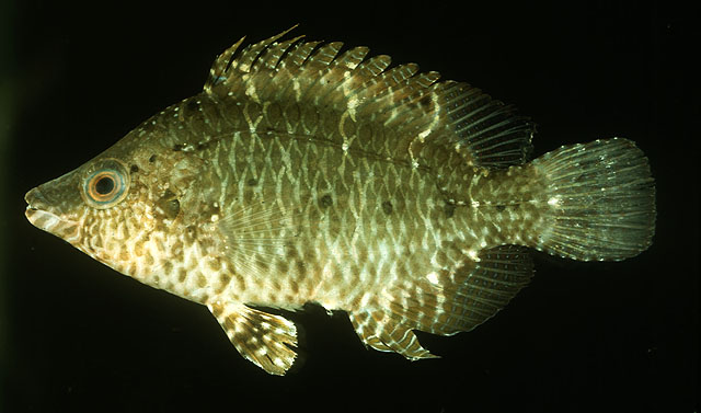 Pteragogus guttatus