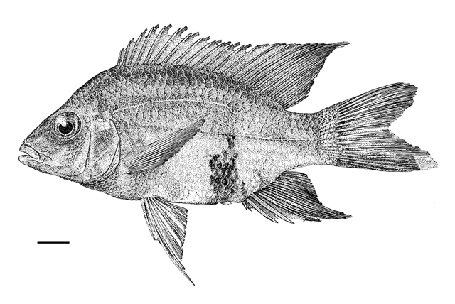 Ptychochromis loisellei