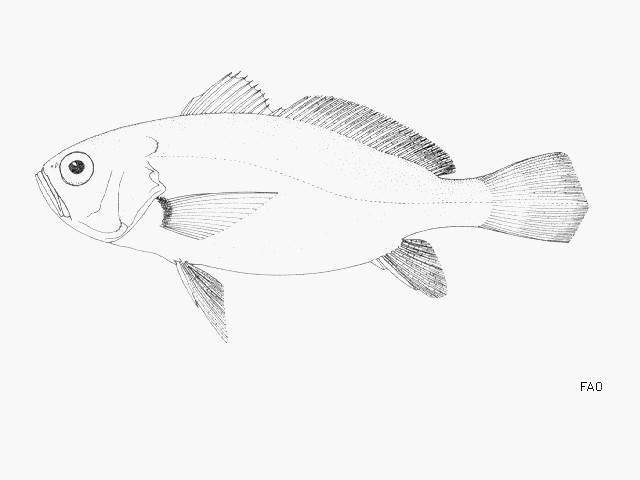 Pteroscion peli