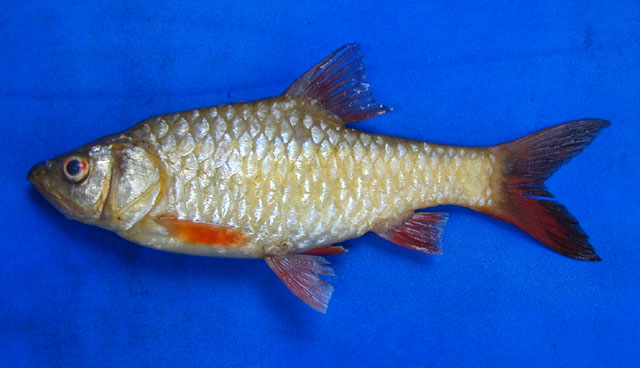 Barbodes bantolanensis