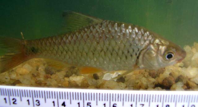 Puntius chola