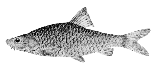 Barbodes flavifuscus