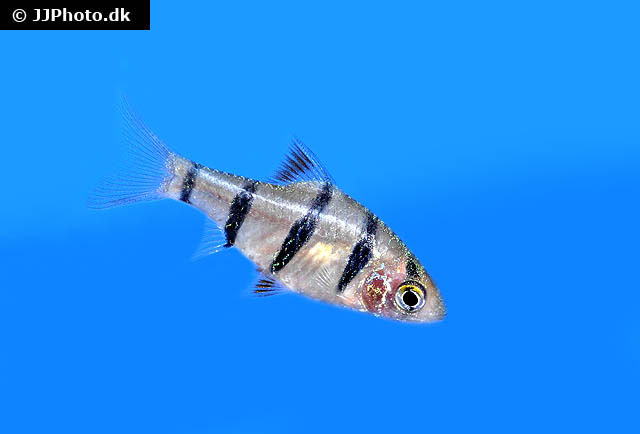 Desmopuntius foerschi