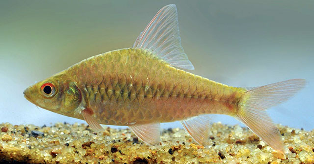 Puntius kelumi