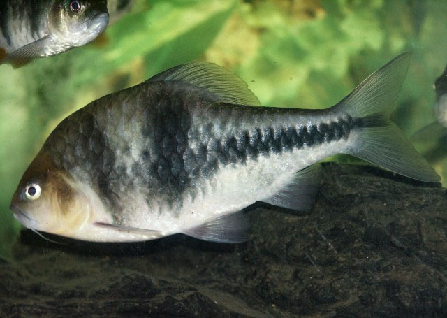 Striuntius lateristriga