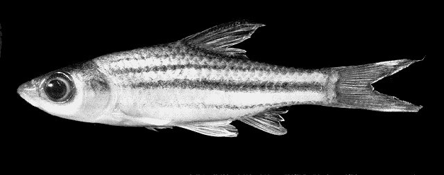 Striuntius lineatus