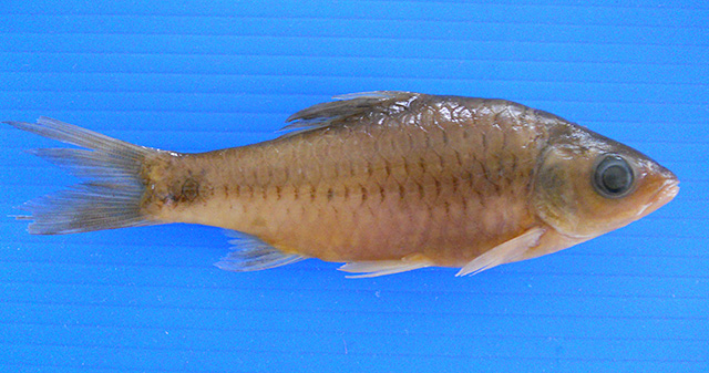 Puntius madhusoodani