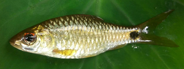 Puntius ocellus