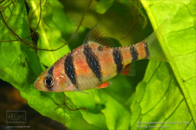 Desmopuntius pentazona