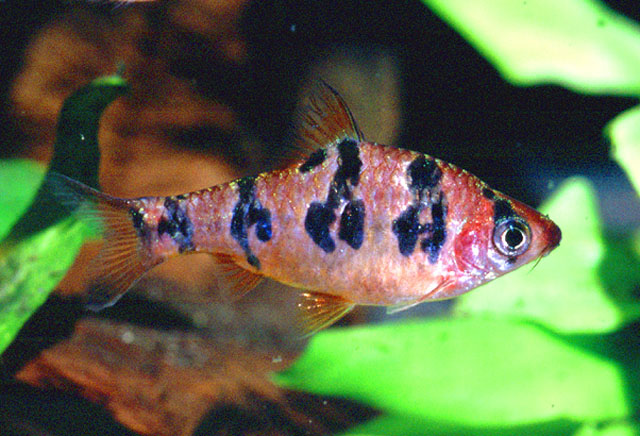 Desmopuntius rhomboocellatus