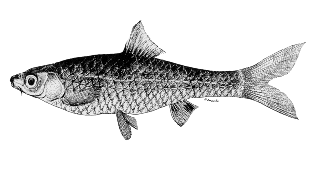 Barbodes sirang