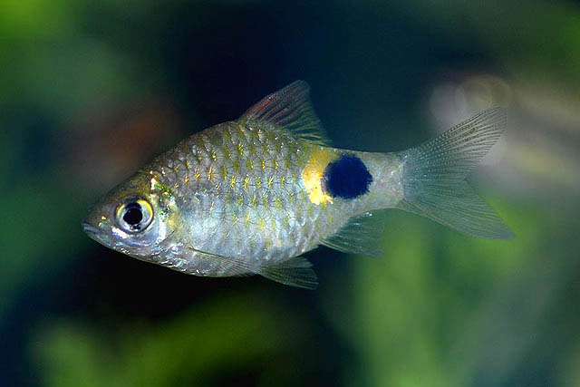 Puntius terio