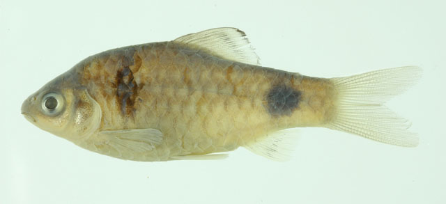 Pethia tiantian