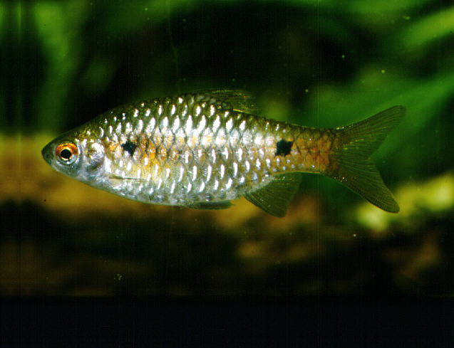 Pethia ticto