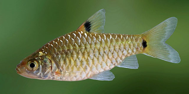 Puntius vittatus