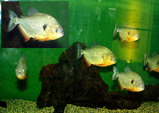 Pygocentrus cariba