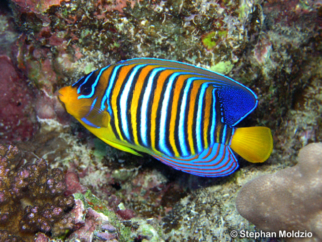 Pygoplites diacanthus