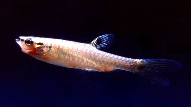 Pyrrhulina laeta