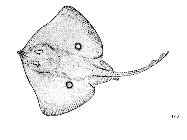 Raja mauritaniensis