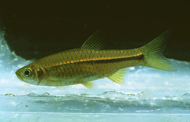 Rasbora baliensis