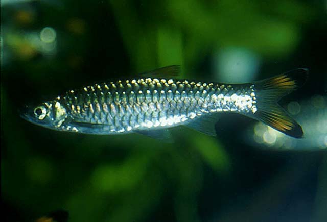 Rasbora caudimaculata