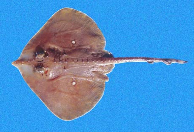 Caliraja cortezensis