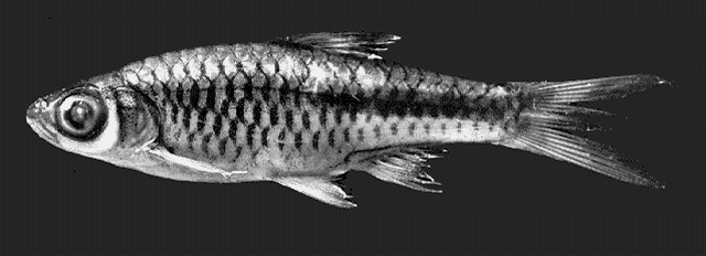 Rasbora ennealepis