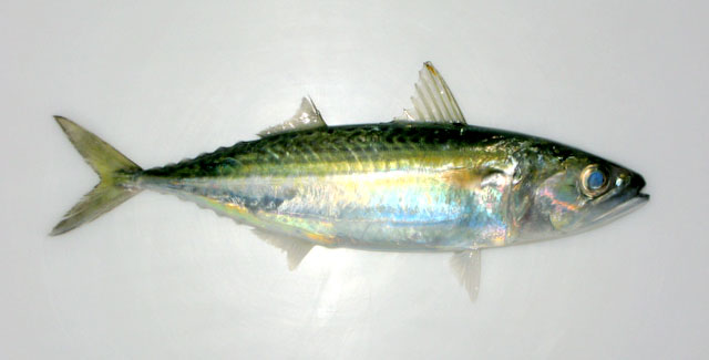 Rastrelliger faughni