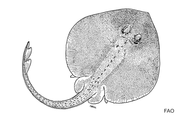 Rajella fuliginea