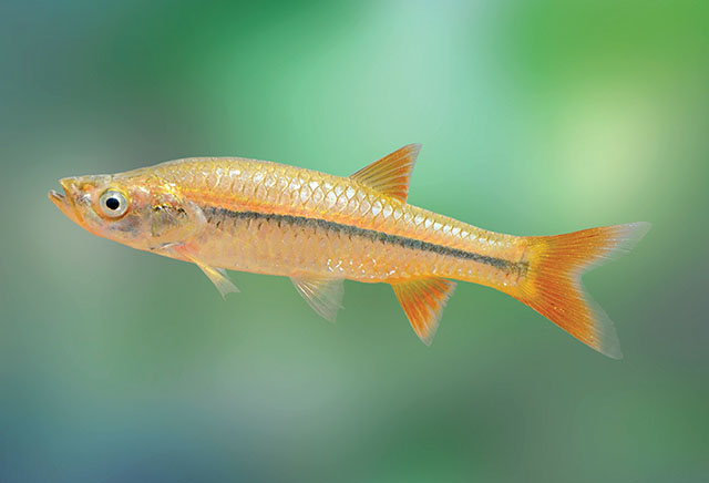 Rasbora microcephalus