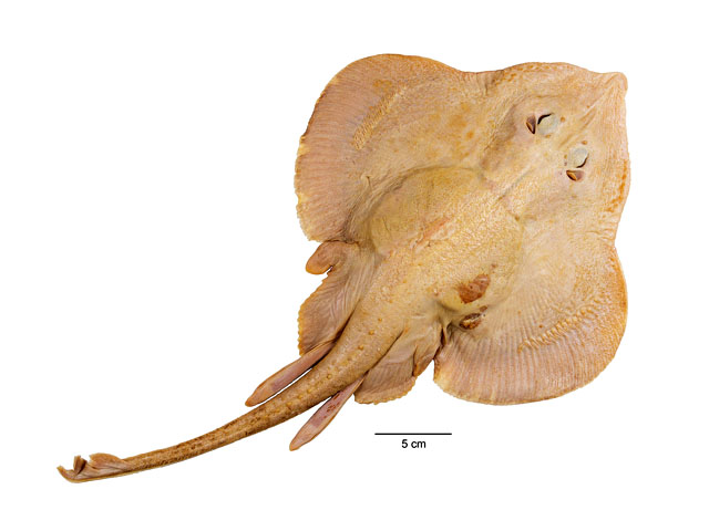 Rajella paucispinosa