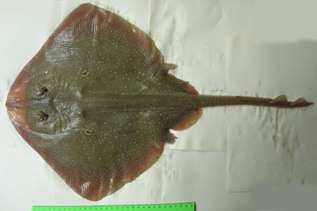 Raja polystigma