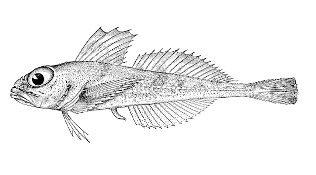 Rastrinus scutiger