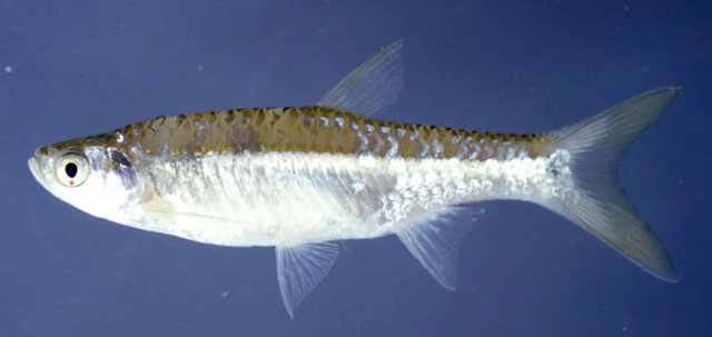 Rasbora septentrionalis