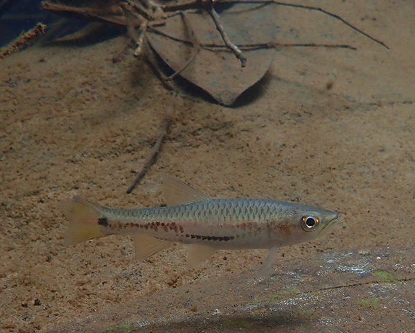 Rasbora tubbi
