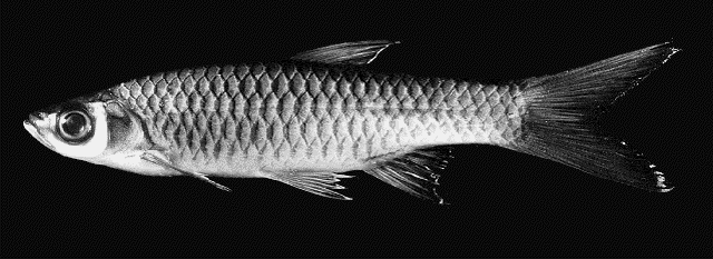 Rasbora volzii