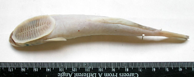 Remora brachyptera
