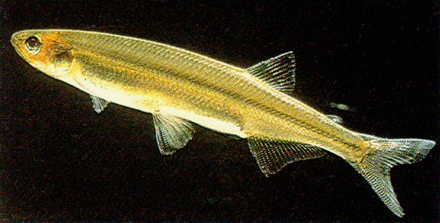 Reret_u0.jpg