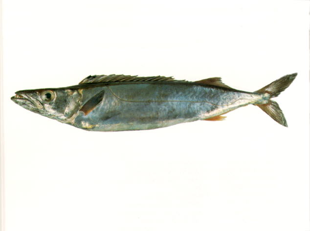 Rexea solandri