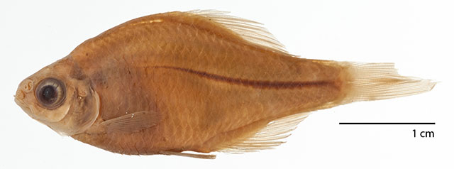 Rhodeus atremius
