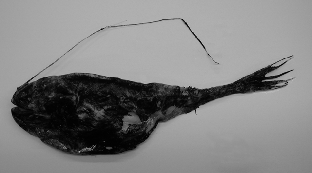 Rhynchactis leptonema