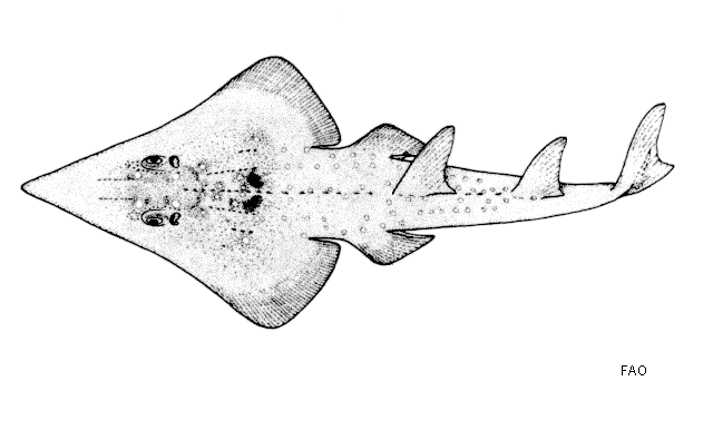 Rhynchobatus luebberti