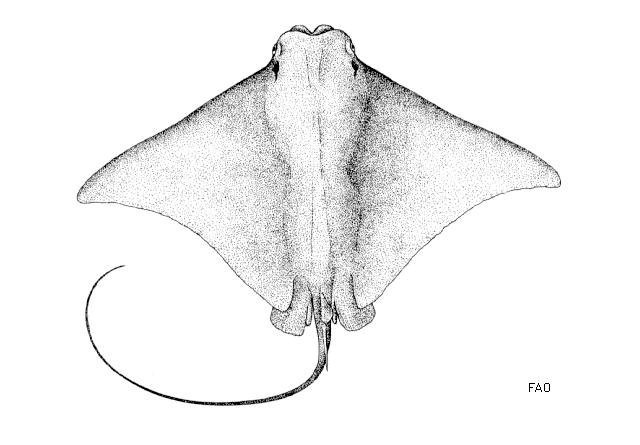 Rhinoptera marginata