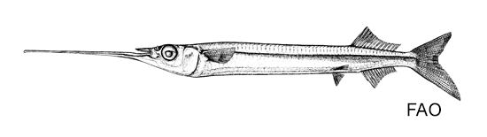 Rhynchorhamphus naga