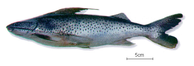 Platynematichthys notatus