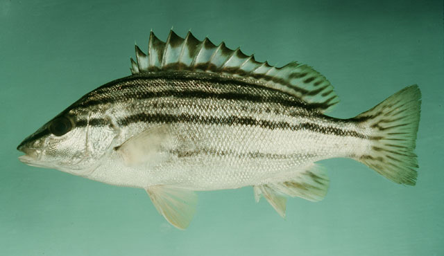 Rhynchopelates oxyrhynchus
