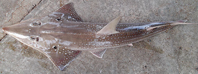 Rhynchobatus springeri