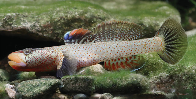 Rhinogobius sudoccidentalis