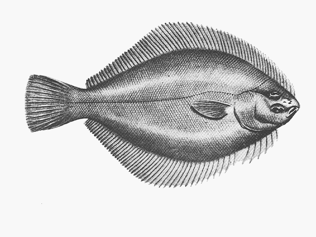 Rhombosolea tapirina